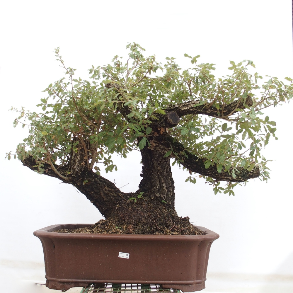 Yamadori - Quercus Ilex -Dub cesmínovitý