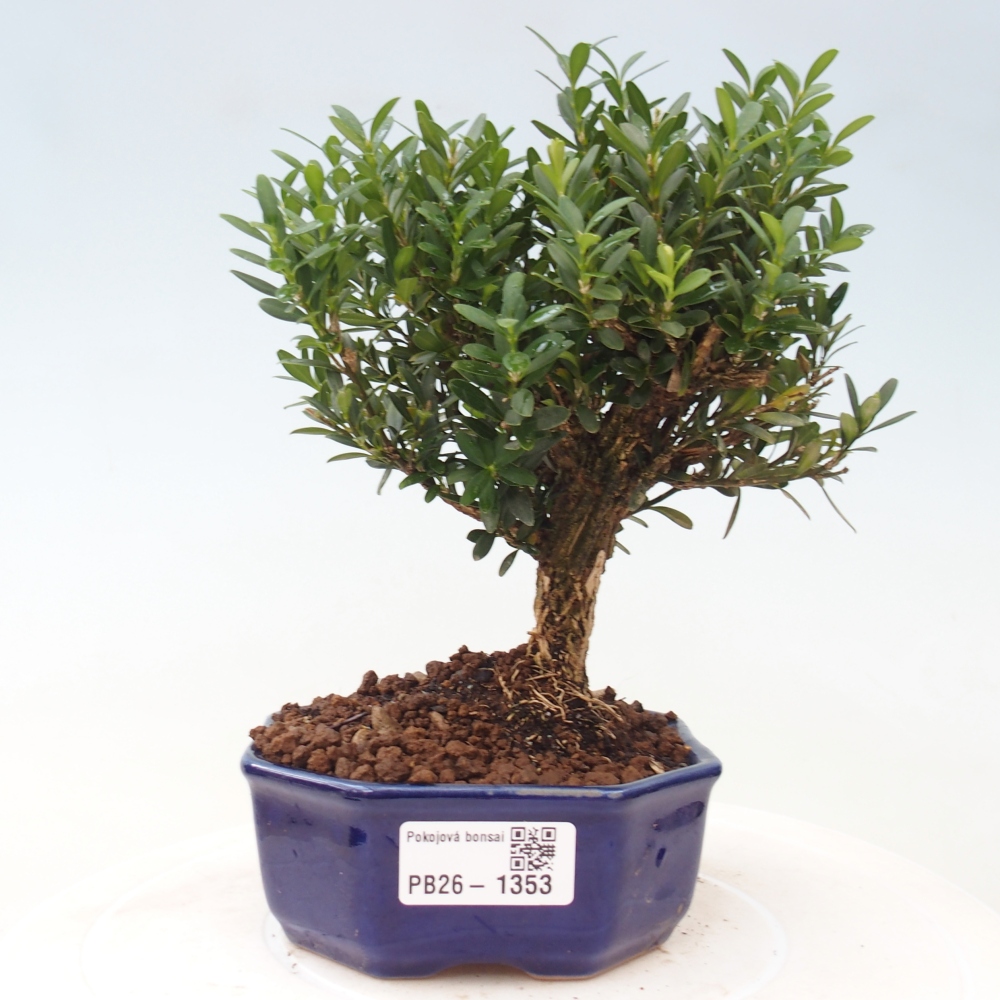 Pokojová bonsai - Buxus harlandii -korkový buxus
