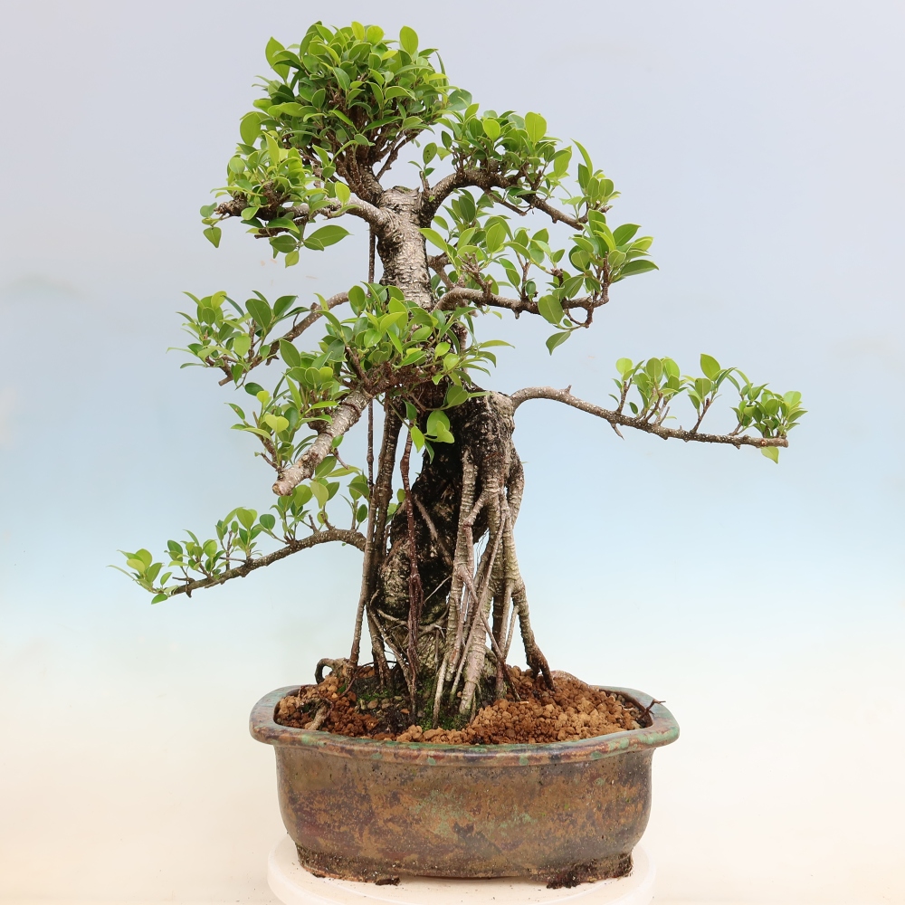 Pokojová bonsai - Ficus kimmen -  malolistý fíkus