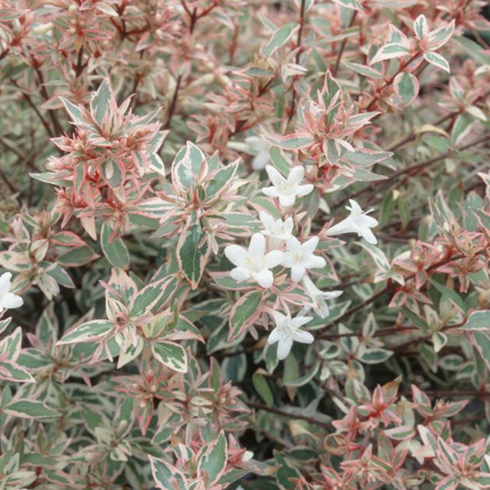 Venkovní bonsai - Abelia gr. Confetti - Abélie velkokvětá