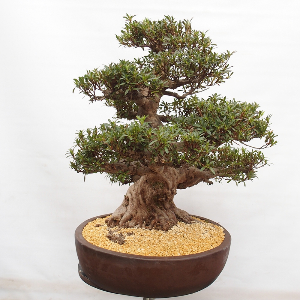 Venkovní bonsai - Japonská azalka - Azalea Satsuki