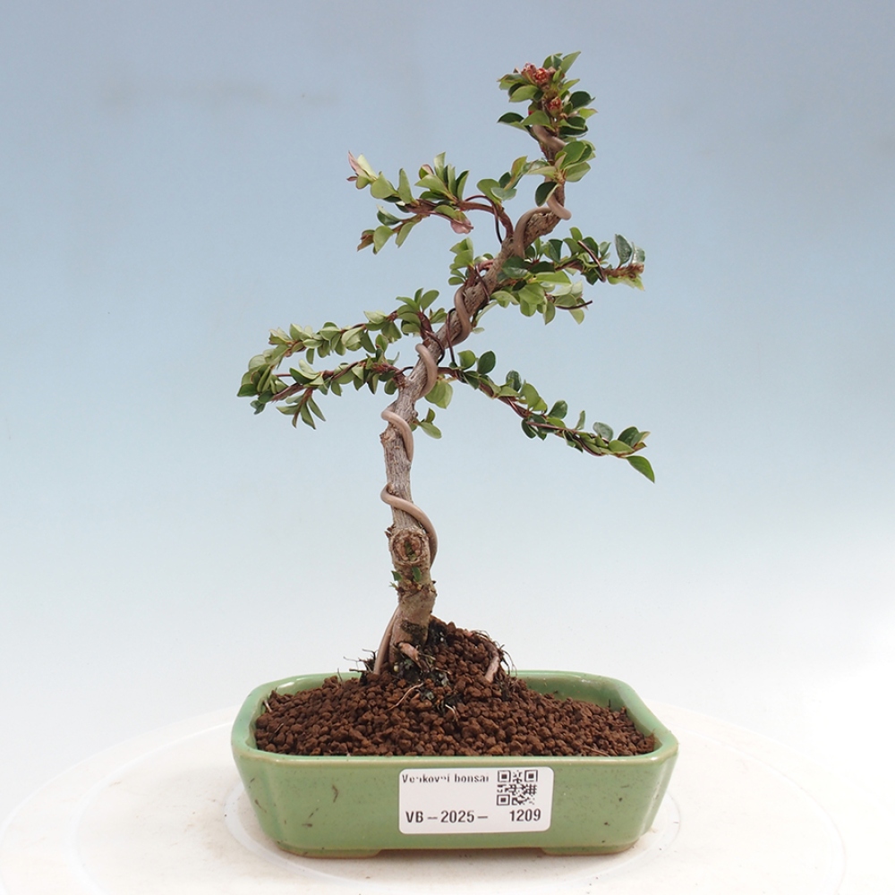 Venkovní bonsai - Cotoneaster horizontalis - Skalník