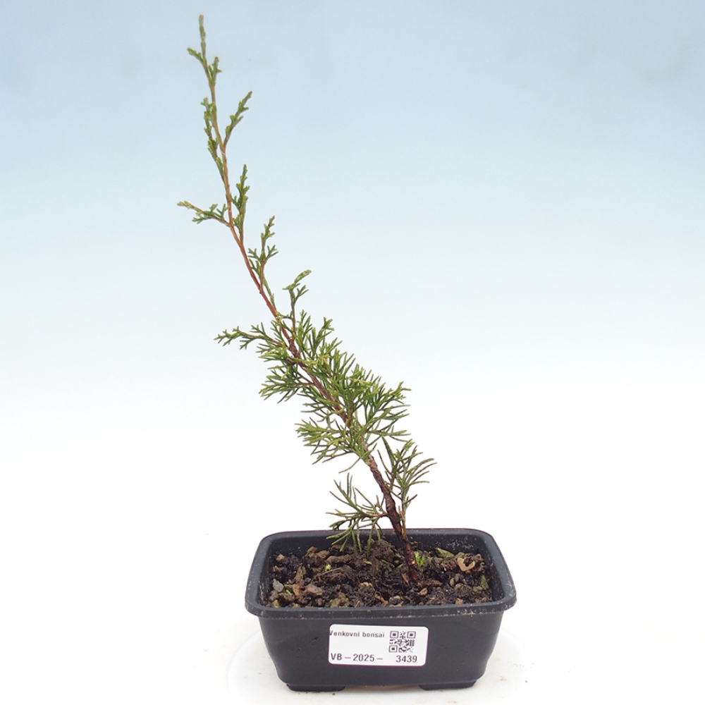 Venkovní bonsai - Juniperus chinensis Itoigawa -Jalovec čínský