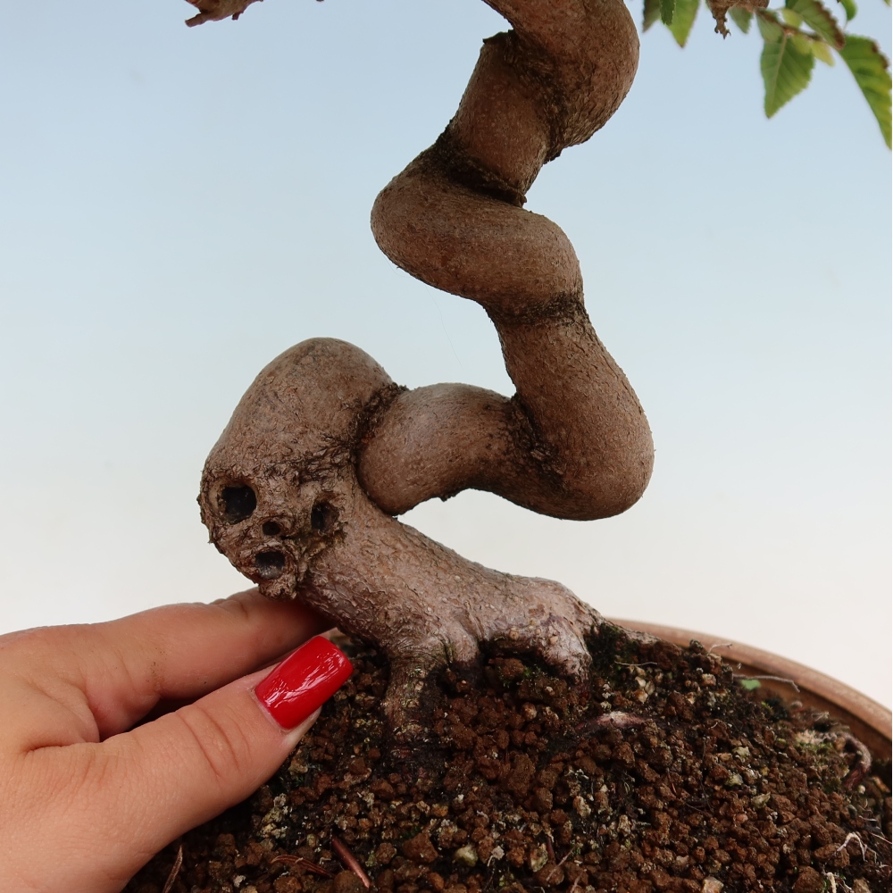 Venkovní bonsai -Carpinus Coreana - Habr korejský