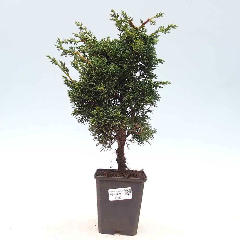 Venkovní bonsai - Juniperus chinensis Kishu -Jalovec čínský