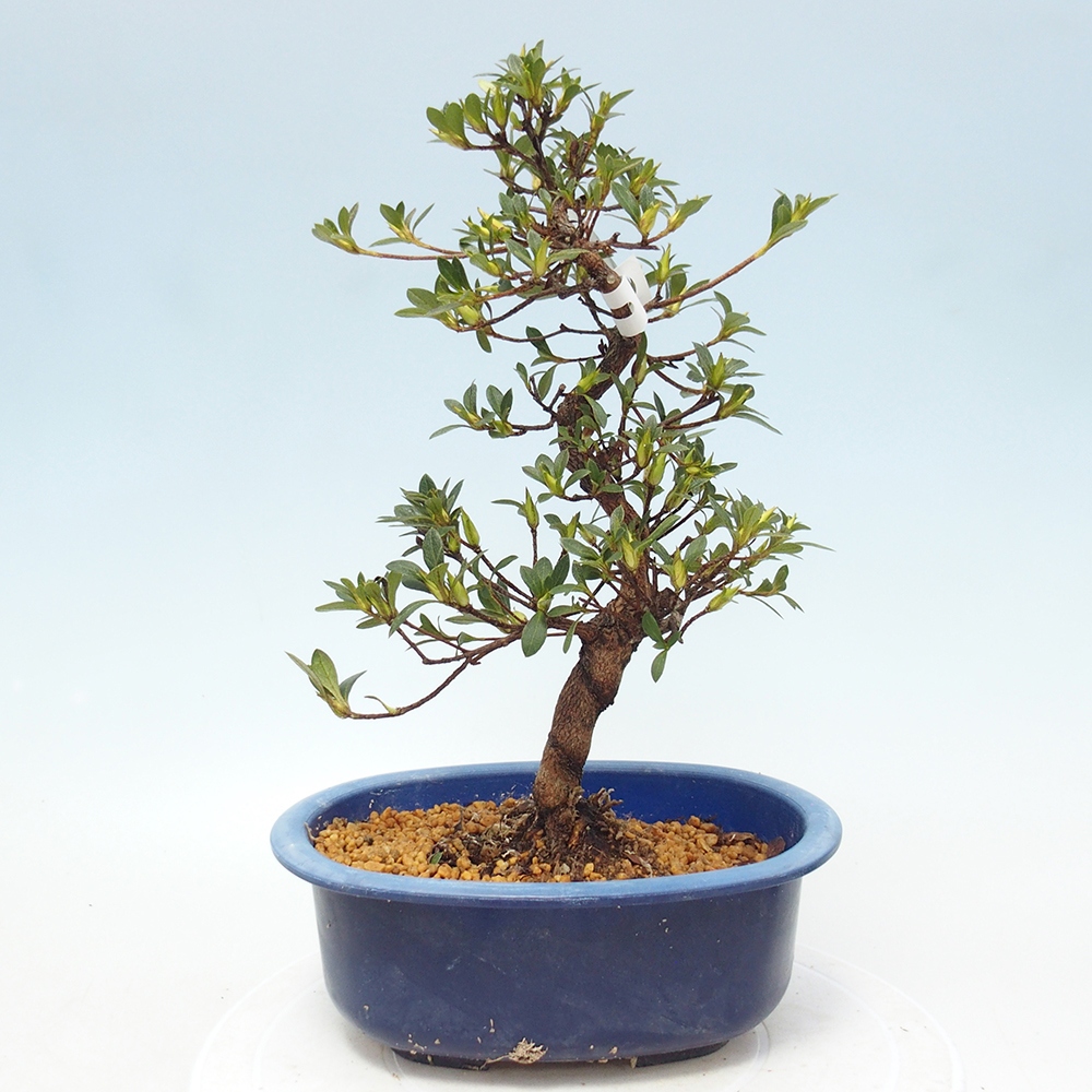 Venkovní bonsai - Japonská azalka - Azalea Ruka