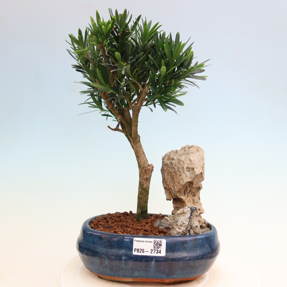 Pokojová bonsai - Podocarpus - Kamenný tis