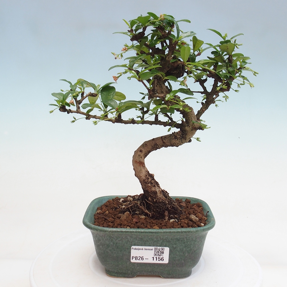 Pokojová bonsai - Carmona macrophylla - Čaj fuki