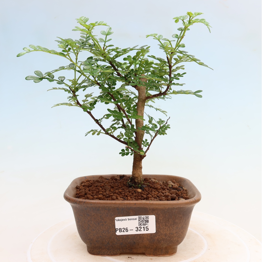 Pokojová bonsai - Zantoxylum piperitum - Pepřovník