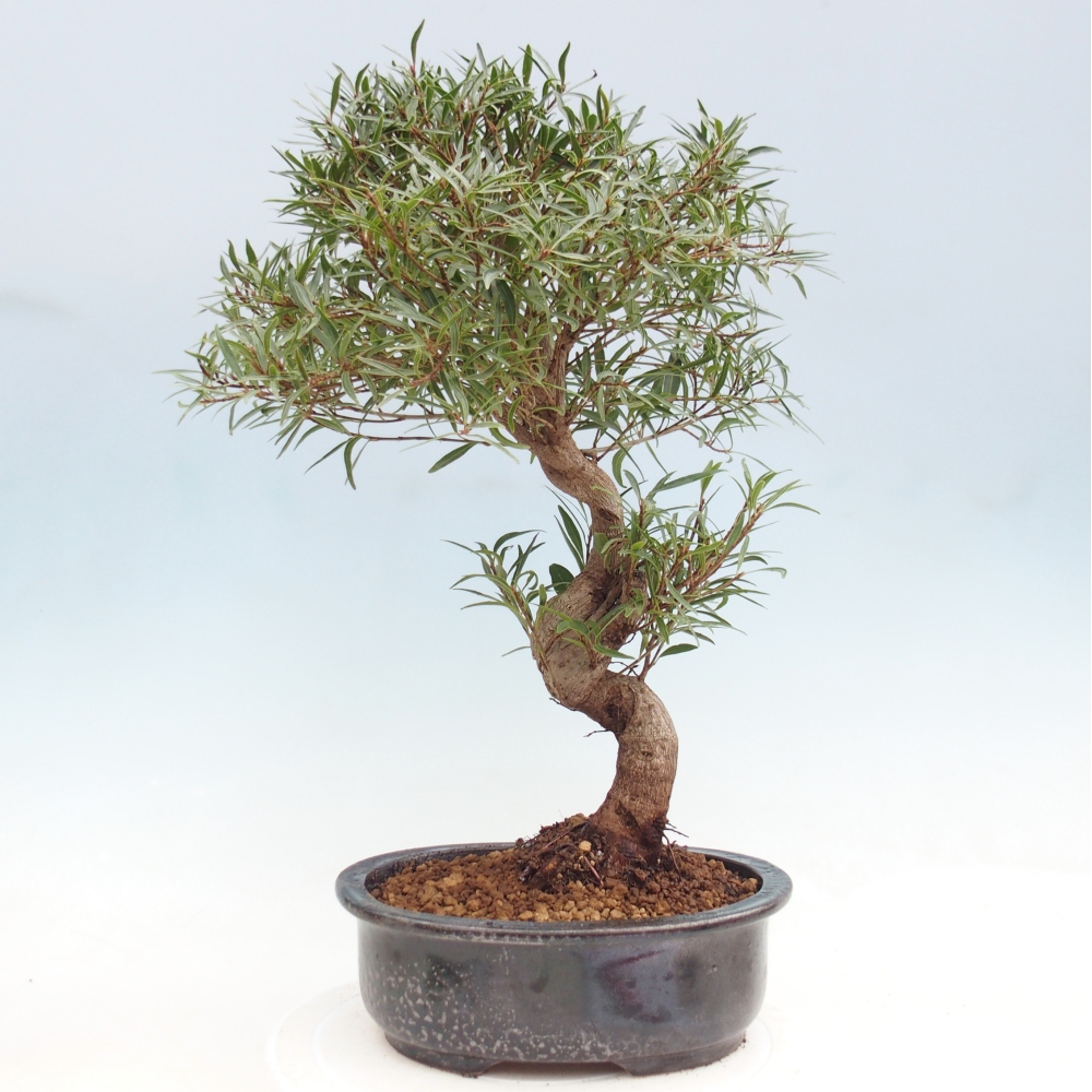 Pokojová bonsai - Ficus nerifolia -  malolistý fíkus