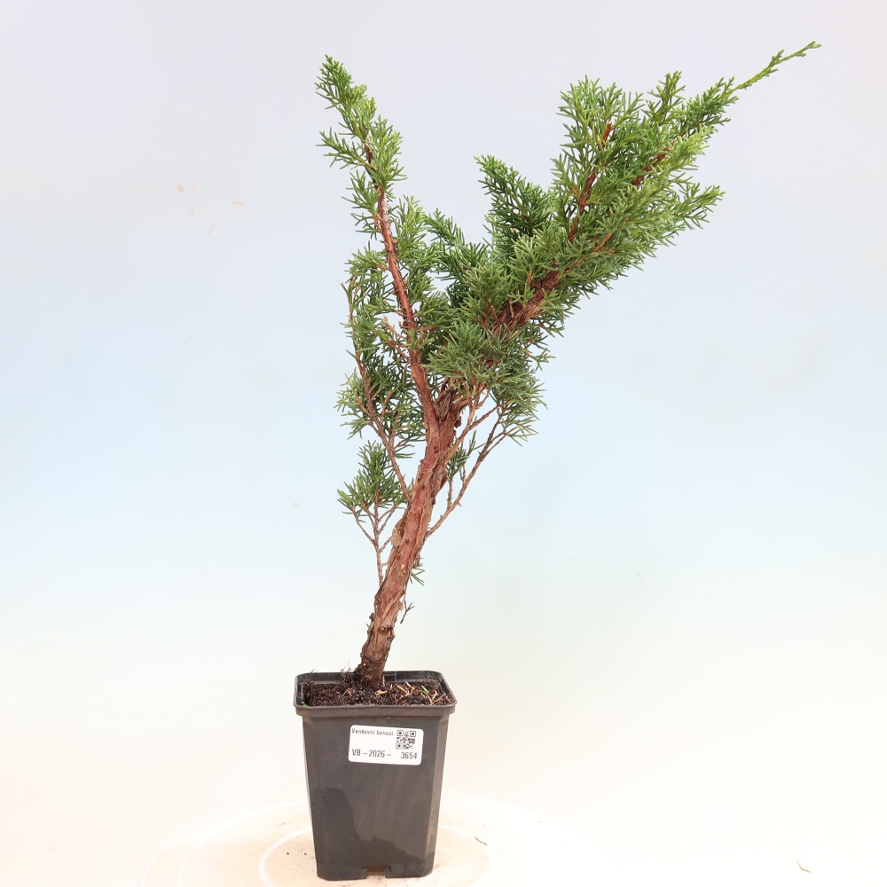 Venkovní bonsai - Juniperus chinensis Kishu -Jalovec čínský