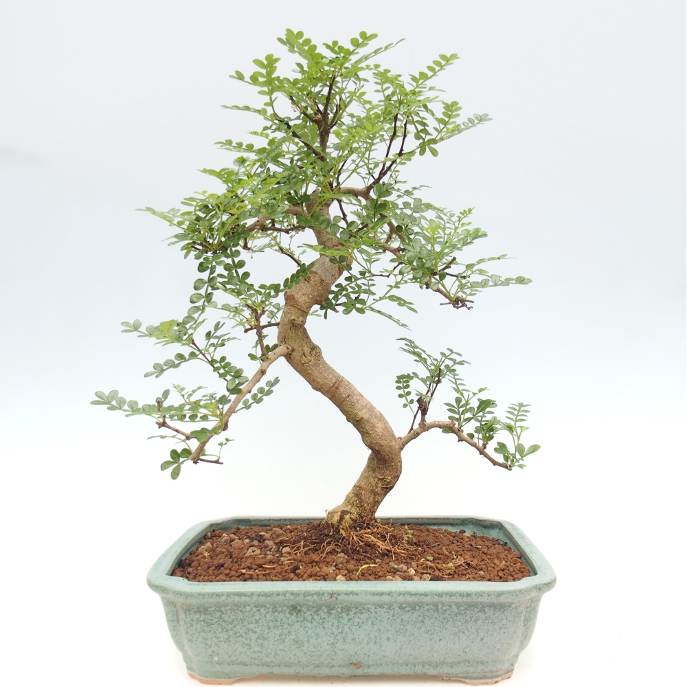 Pokojová bonsai - Zantoxylum piperitum - pepřovník