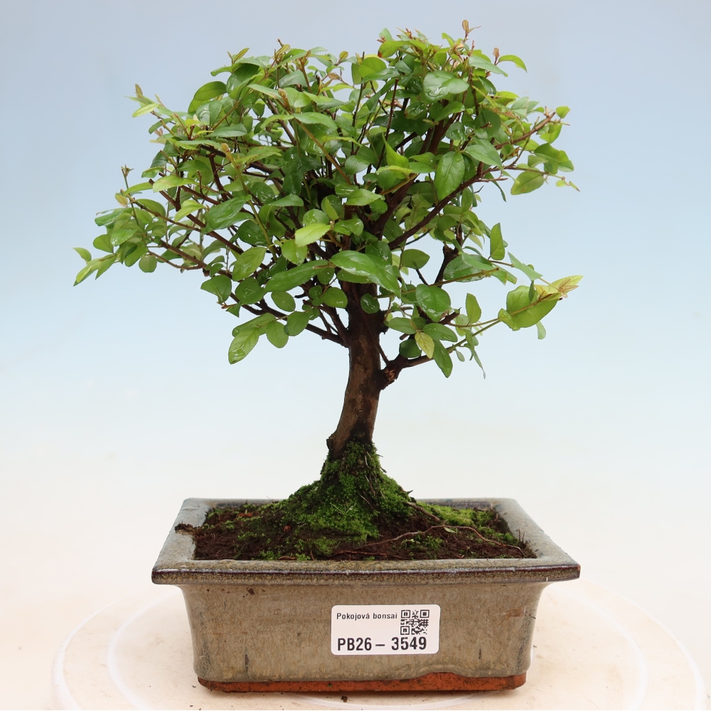 Pokojová bonsai - Sagerécie thea - Sagerécie thea