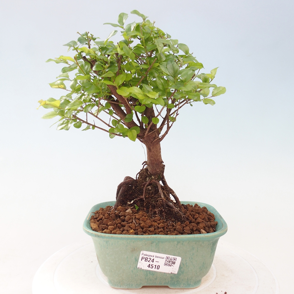 Pokojová bonsai - Sagerécie thea - Sagerécie thea