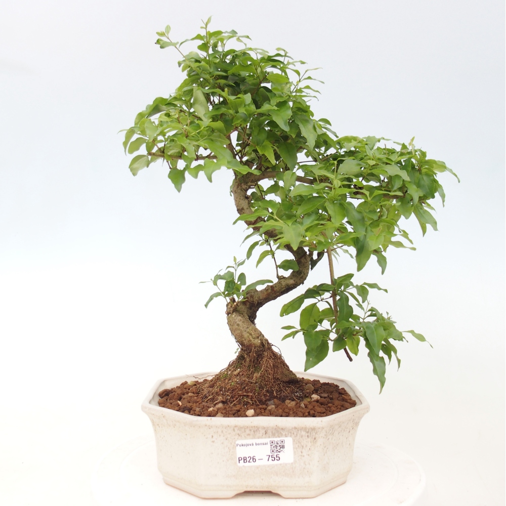 Pokojová bonsai -Ligustrum chinensis - Ptačí zob