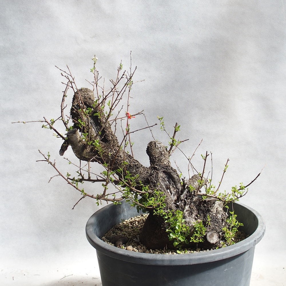 Venkovní bonsai -Mahalebka - Prunus mahaleb
