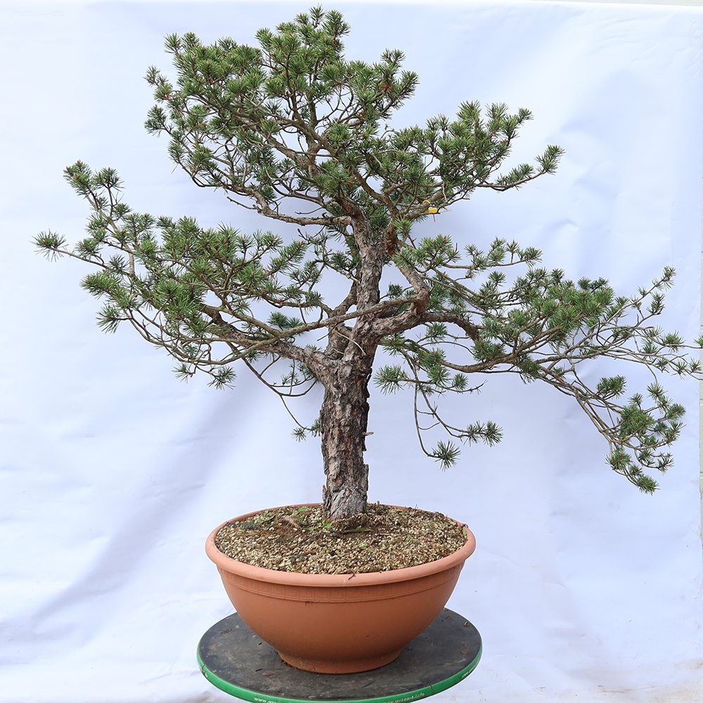 Pinus sylvestris Španělsko - borovice lesní