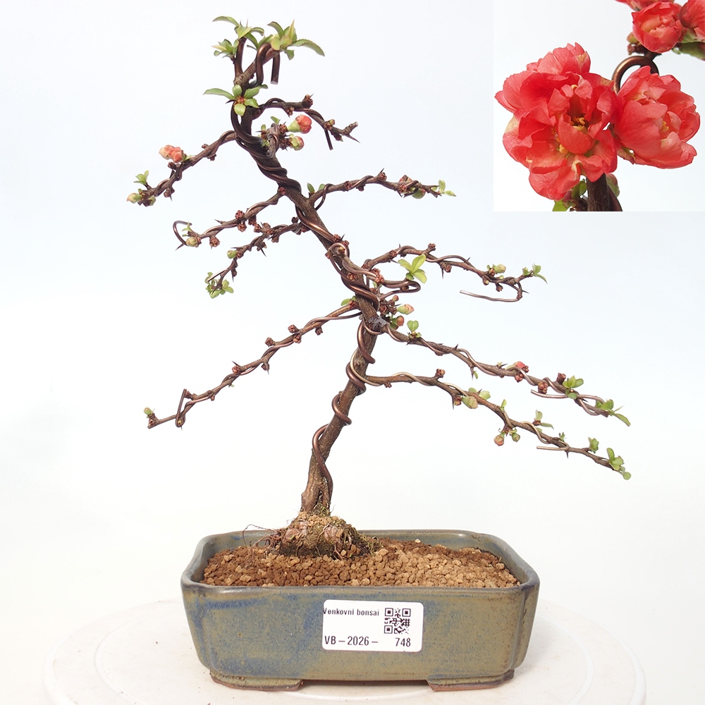 Venkovní bonsai - Chaneomeles s. Red Joy - Kdoulovec 
