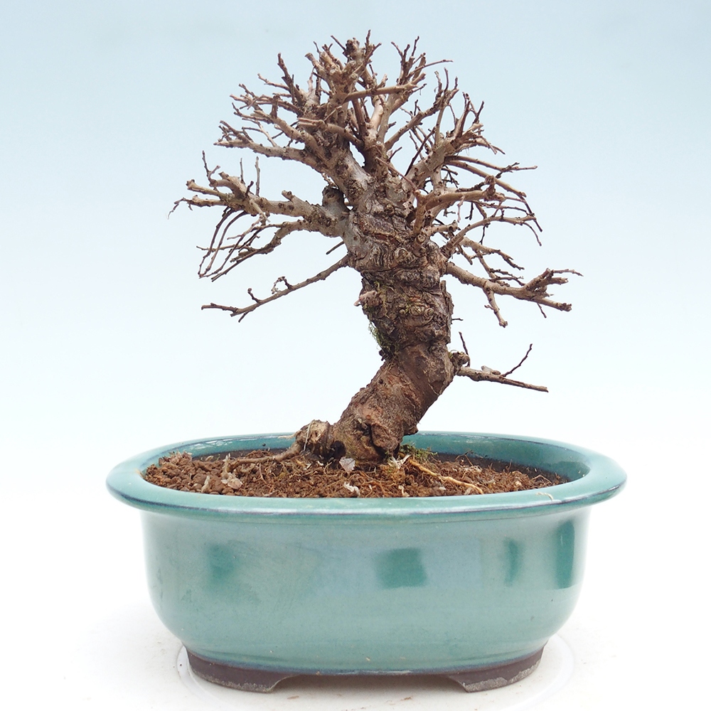 Venkovní bonsai - Zelkova - Zelkova NIRE