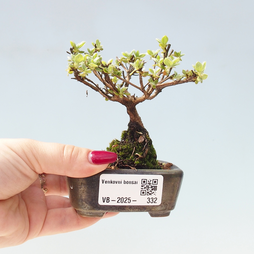 Venkovní bonsai - Rhododendron indicum - Japonská azalka