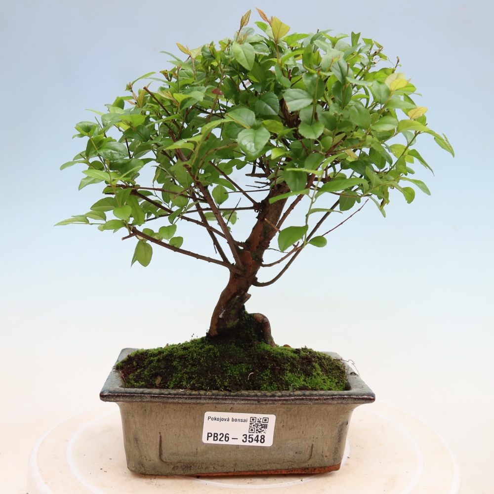 Pokojová bonsai - Sagerécie thea - Sagerécie thea