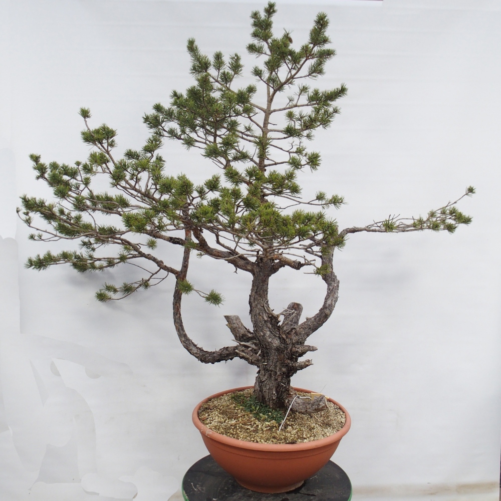 Yamadori - Pinus sylvestris Španělsko