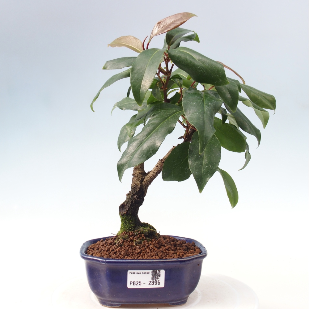 Pokojová bonsai- Kadsura japonica 