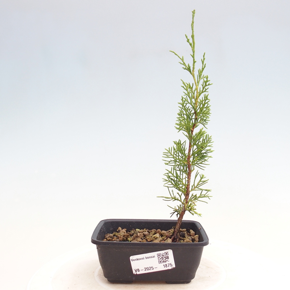 Venkovní bonsai - Juniperus chinensis Itoigawa -Jalovec čínský