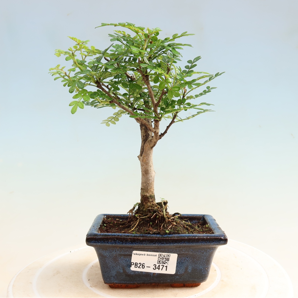 Pokojová bonsai - Zantoxylum piperitum - pepřovník
