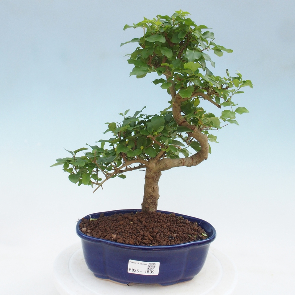 Pokojová bonsai -Ligustrum chinensis - Ptačí zob