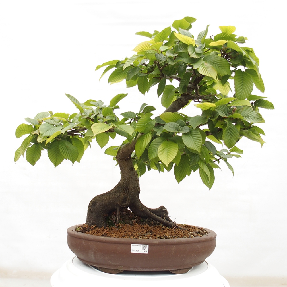 Venkovní bonsai - Habr obecný - Carpinus betulus