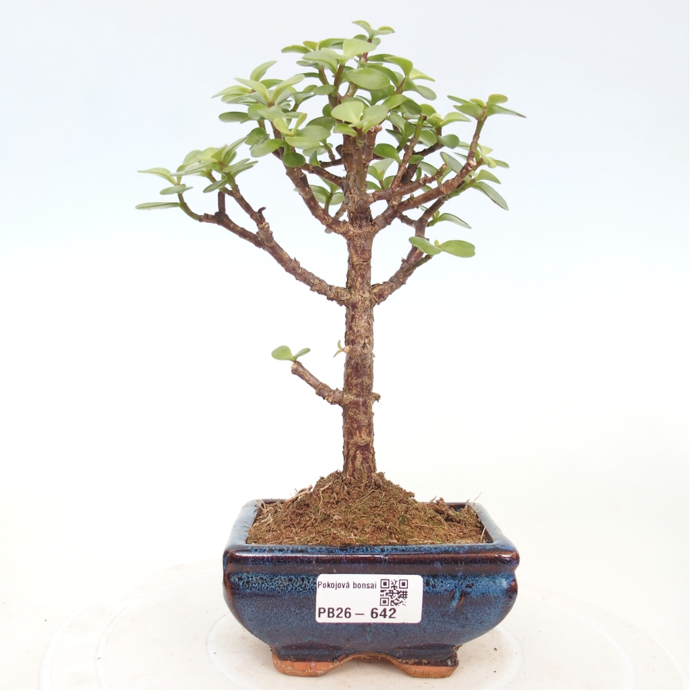 Pokojová bonsai - Portulakaria Afra - Tlustice