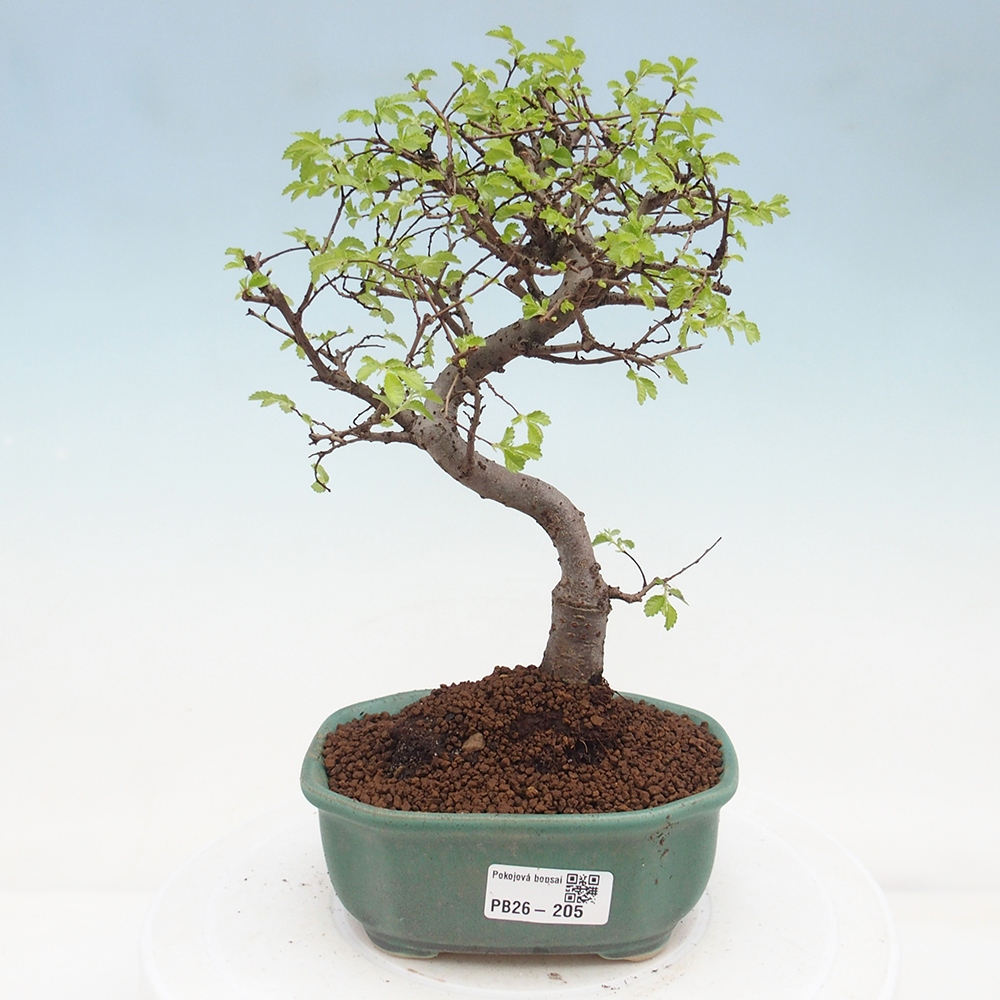 Pokojová bonsai - Ulmus parvifolia - Malolistý jilm