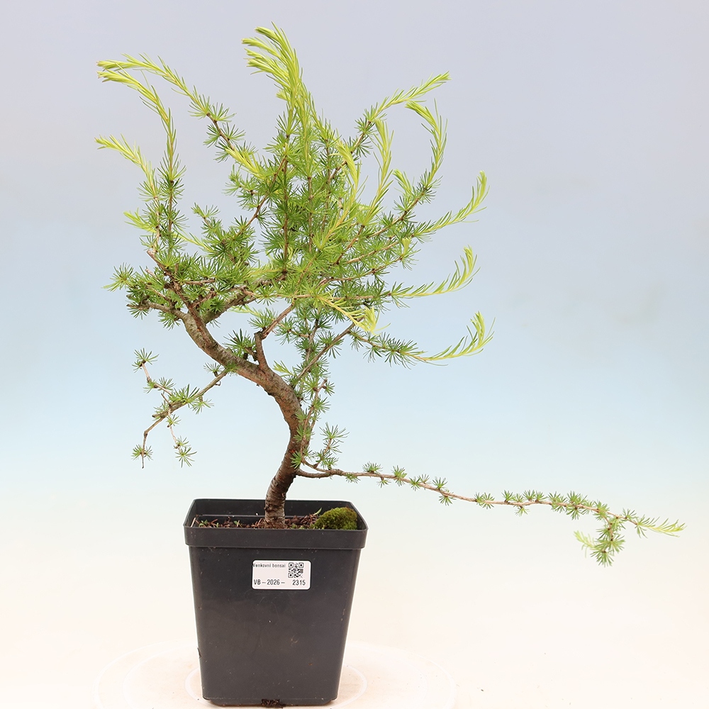 Venkovní bonsai -Larix decidua - Modřín opadavý 