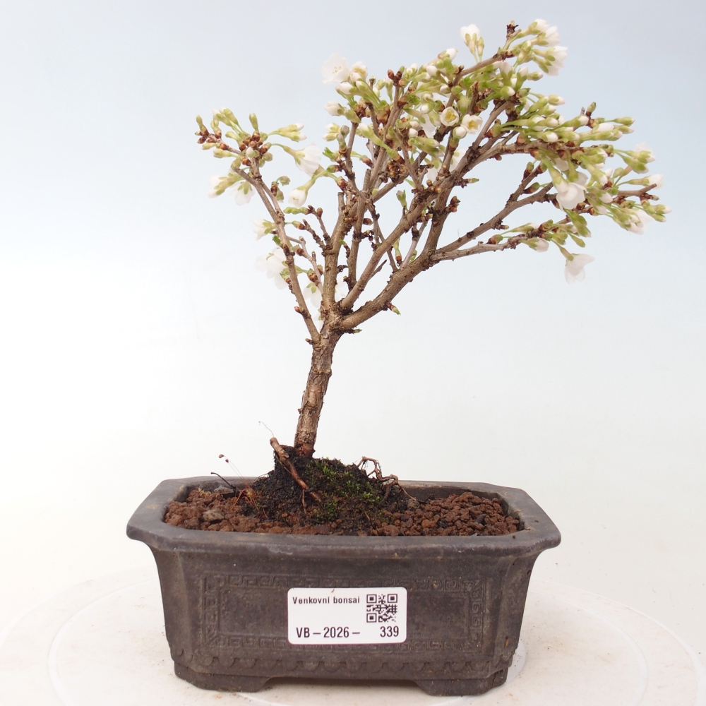 Venkovní bonsai - Prunus incisa Kojou-no mai-Slivoň vyříznutá