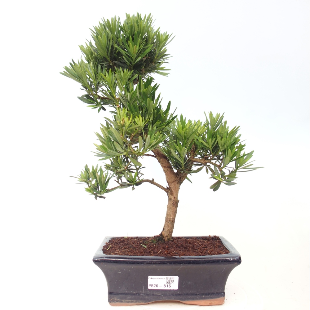 Pokojová bonsai - Podocarpus - Kamenný tis