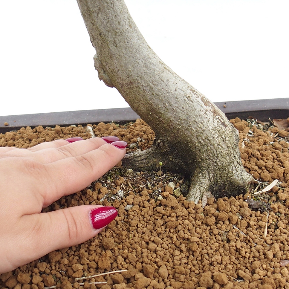 Venkovní bonsai - Habr obecný - Carpinus betulus