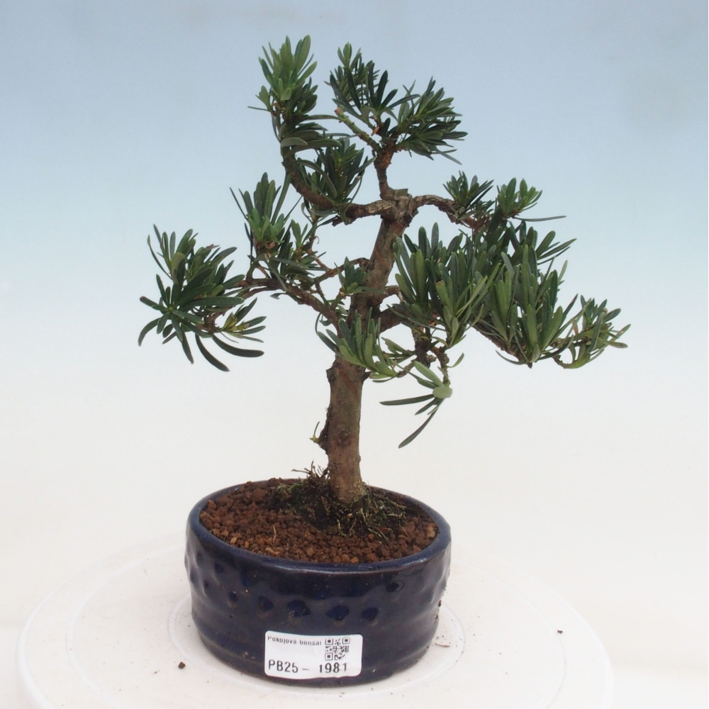 Pokojová bonsai - Podocarpus - Kamenný tis