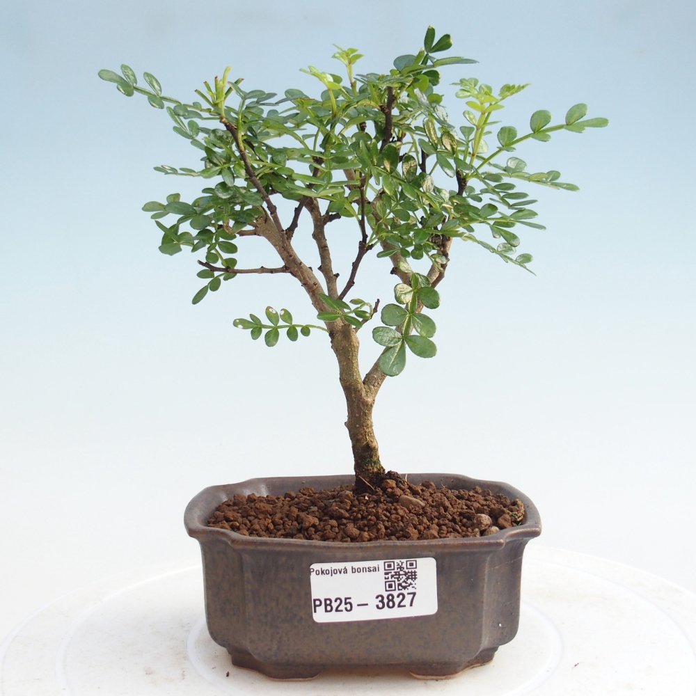 Pokojová bonsai - Zantoxylum piperitum - Pepřovník PB220935