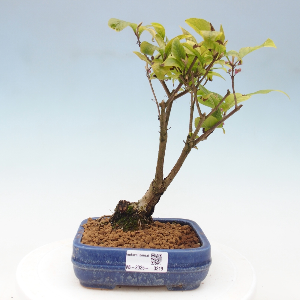 Venkovní bonsai - krásnoplodka - Callicarpa japonica