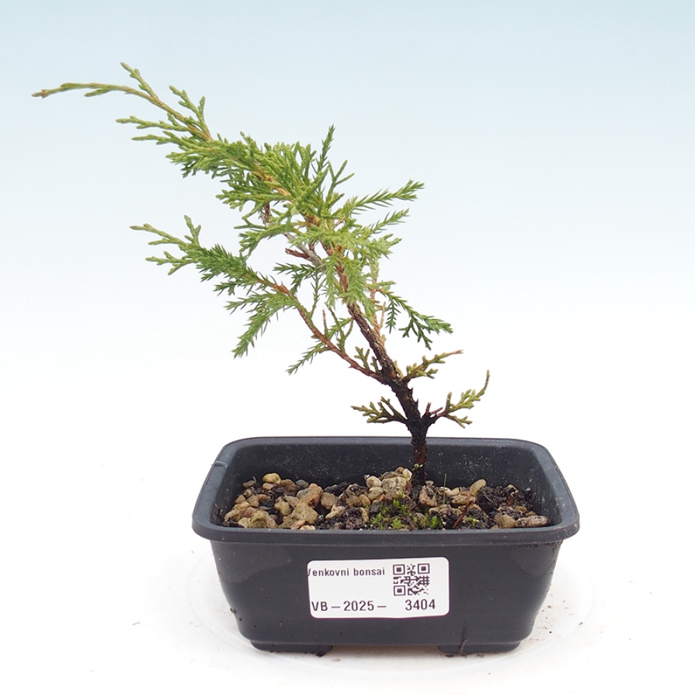 Venkovní bonsai - Juniperus chinensis Itoigawa -Jalovec čínský