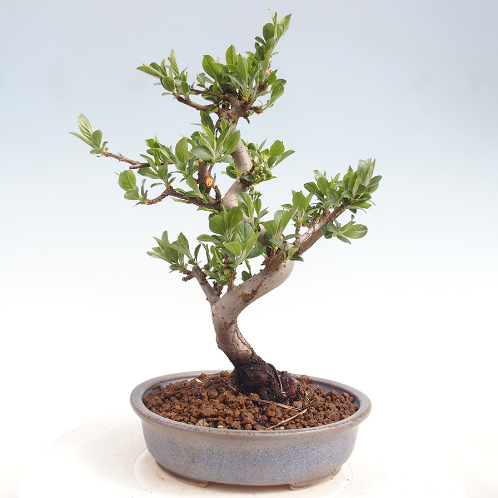 Venkovní bonsai - Malus sargentii -  Maloplodá jabloň