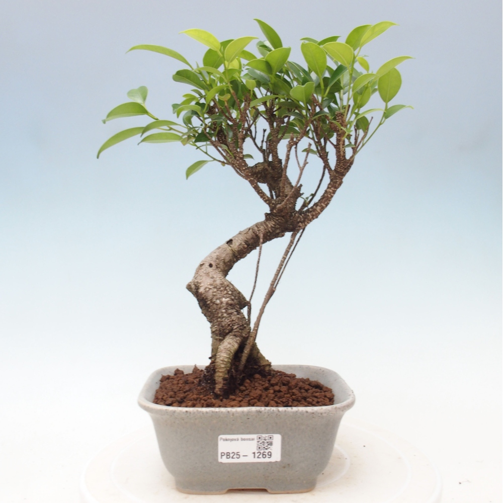 Pokojová bonsai - Ficus retusa -  malolistý fíkus