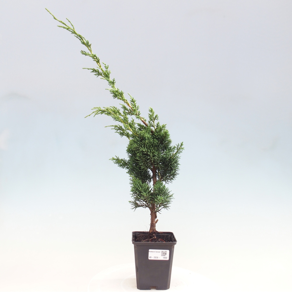 Venkovní bonsai - Juniperus chinensis Kishu -Jalovec čínský