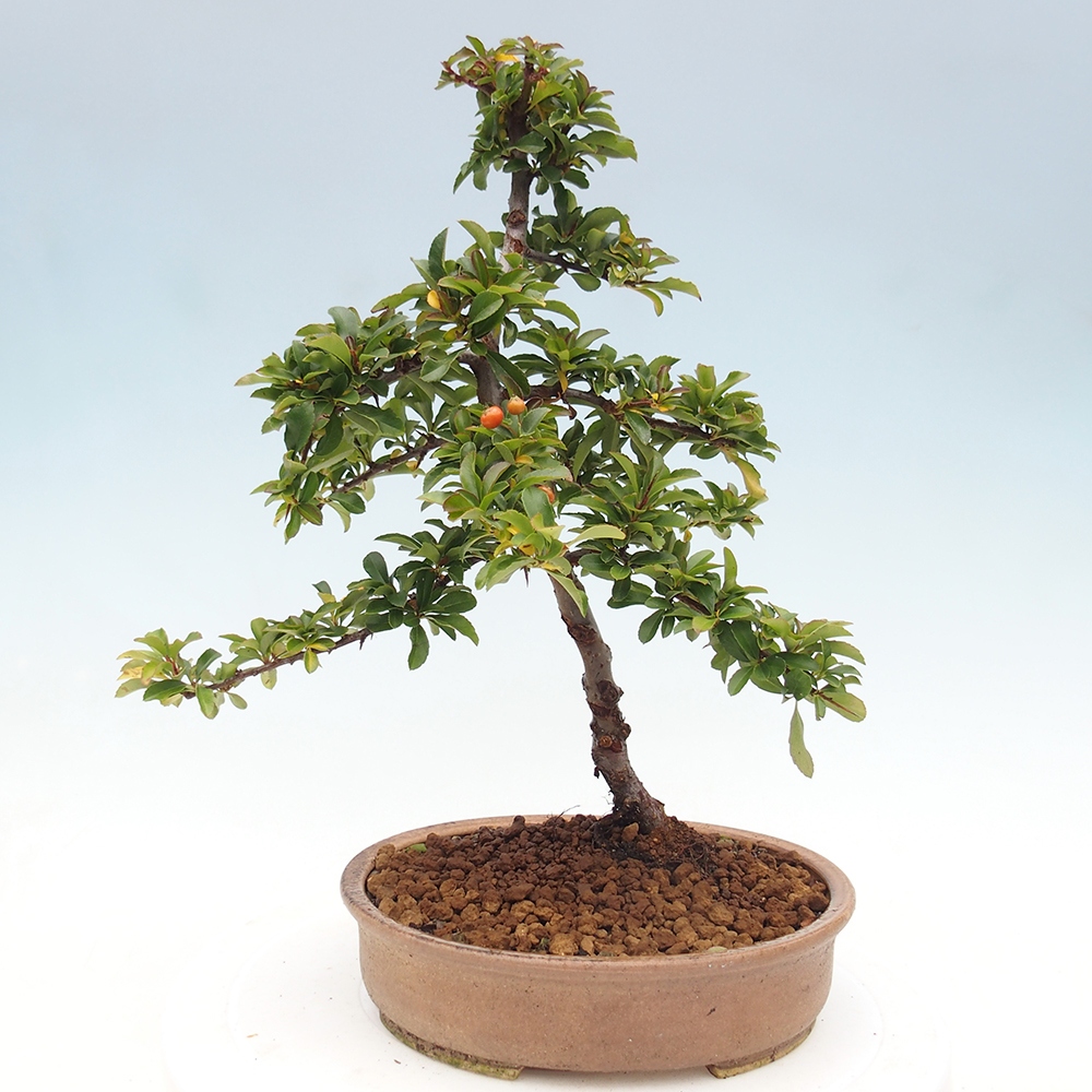 Venkovní bonsai-Pyracanta Teton -Hlohyně