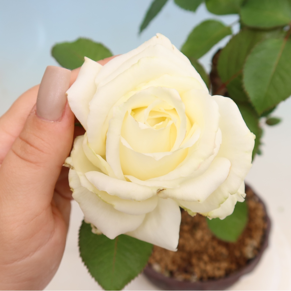 Venkovní bonsai - Rosa Kordes -  růže