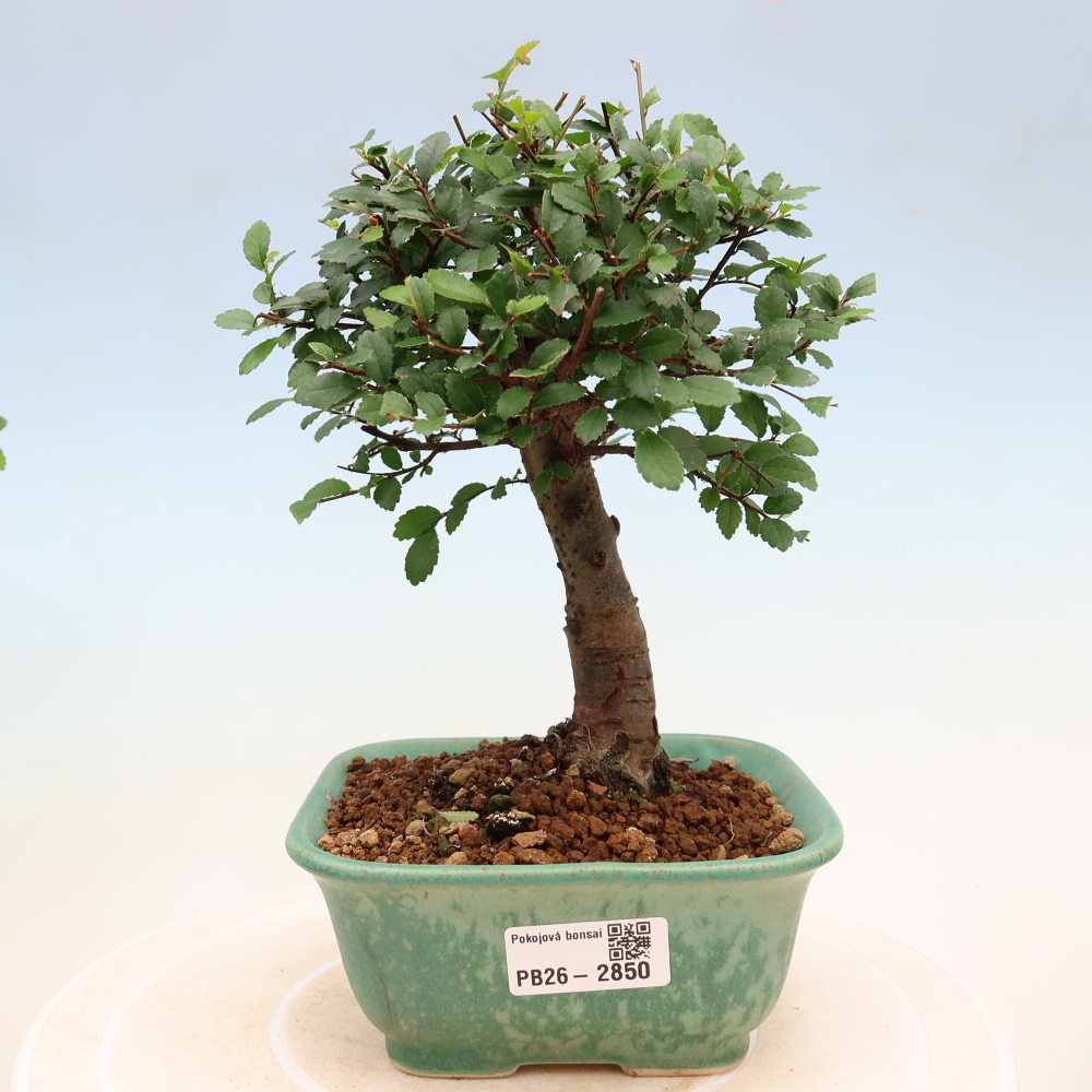Pokojová bonsai - Ulmus parvifolia - Malolistý jilm