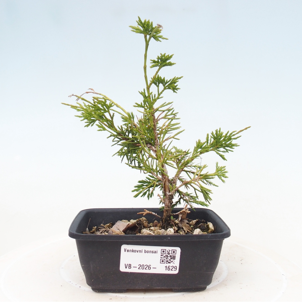Venkovní bonsai - Juniperus chinensis Itoigawa -Jalovec čínský