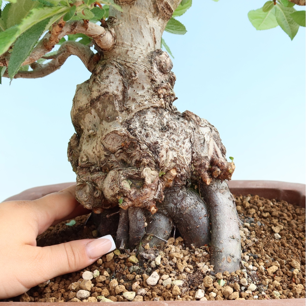 Venkovní bonsai - Blýskalka chlupatá - Photinia villosa