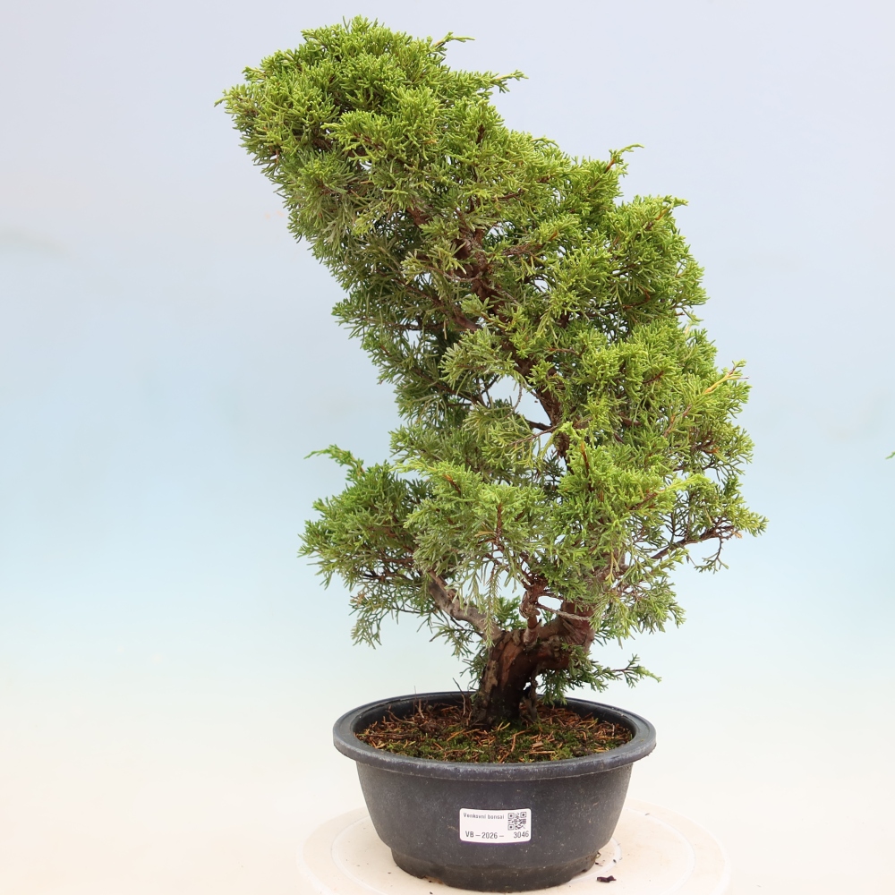Venkovní bonsai - Juniperus chinensis Itoigawa-Jalovec čínský